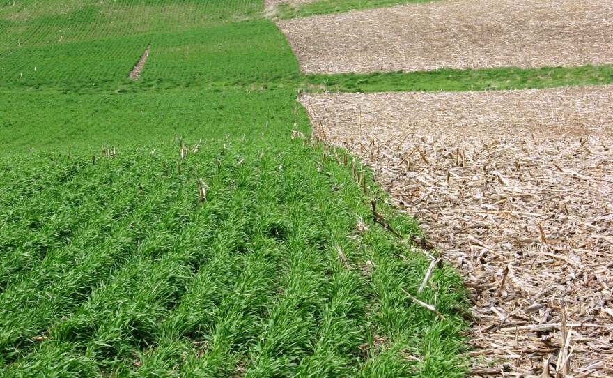 A growing cover crop (left) captures soil nutrients that otherwise might wash away from a field with no vegetation.