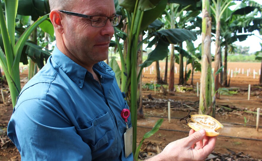 Brian Irish, a scientist with the USDA's Agricultural Research Service in Puerto Rico, with the fruit of a wild banana variety.