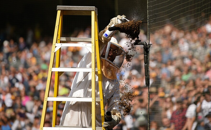 Trent Polcyn sprays a bee swarm on a microphone on the field which caused a delay during the third inning of a baseball game between the Miami Marlins and the San Diego Padres in San Diego, Sunday, June 2, 2019.