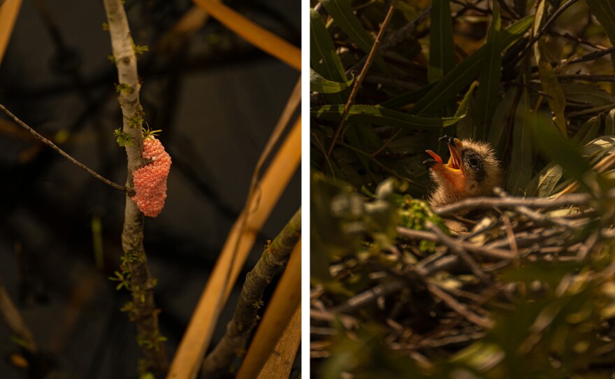 (Left) Invasive Apple Snail eggs are seen at Lake Okeechobee. (Right) A Snail Kite hatchling opens its mouth waiting for food in its nest.