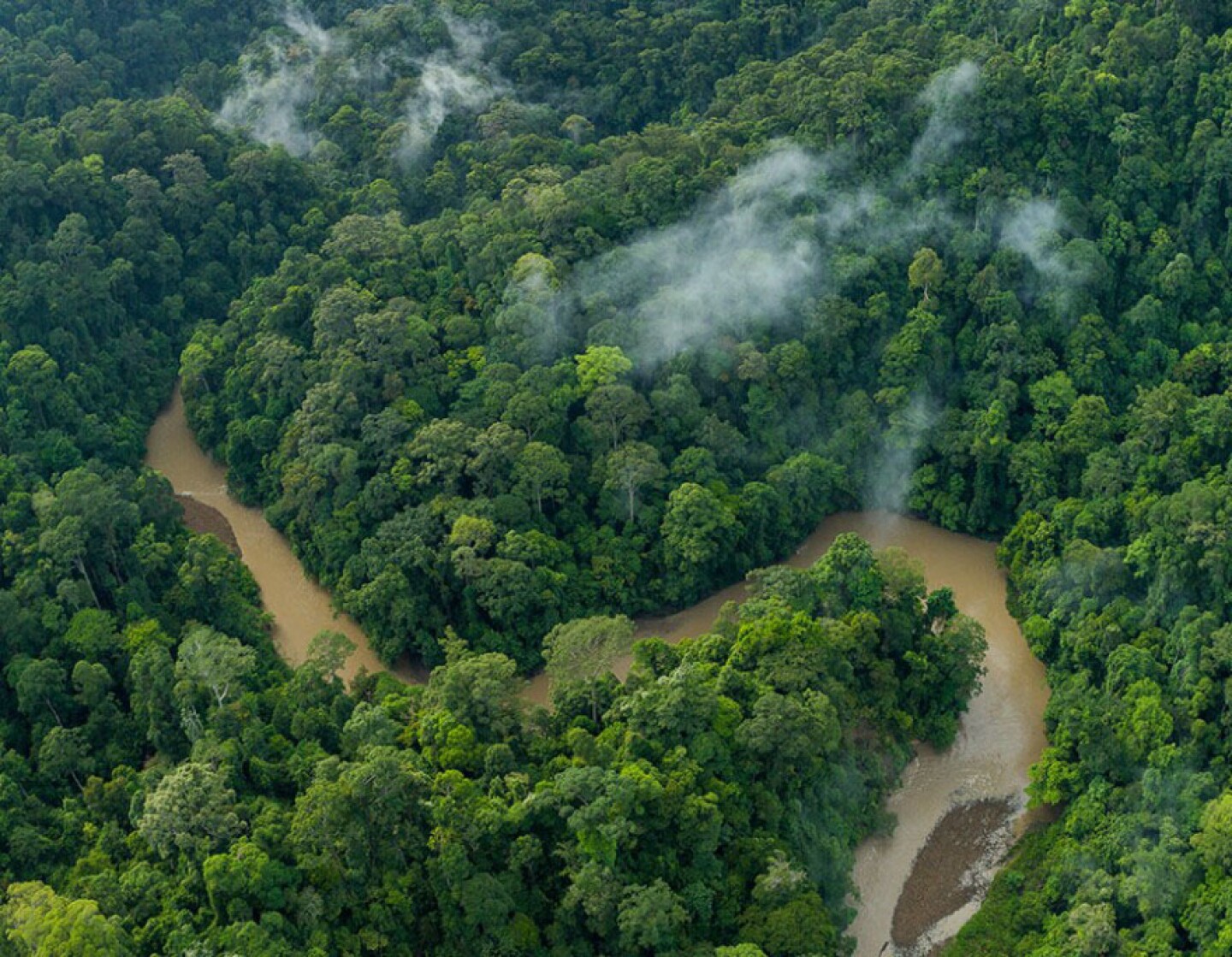 Borneo is one of the most biodiverse islands on the planet. A single hectare can hold more species of tree than the whole of Europe.