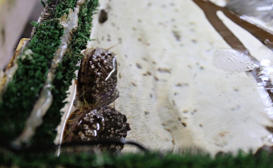 Breeding is a crucial part of the lab's work.