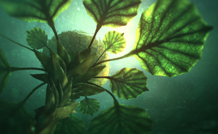 CGI recreation of an alien "plant" that might exist on a water world.