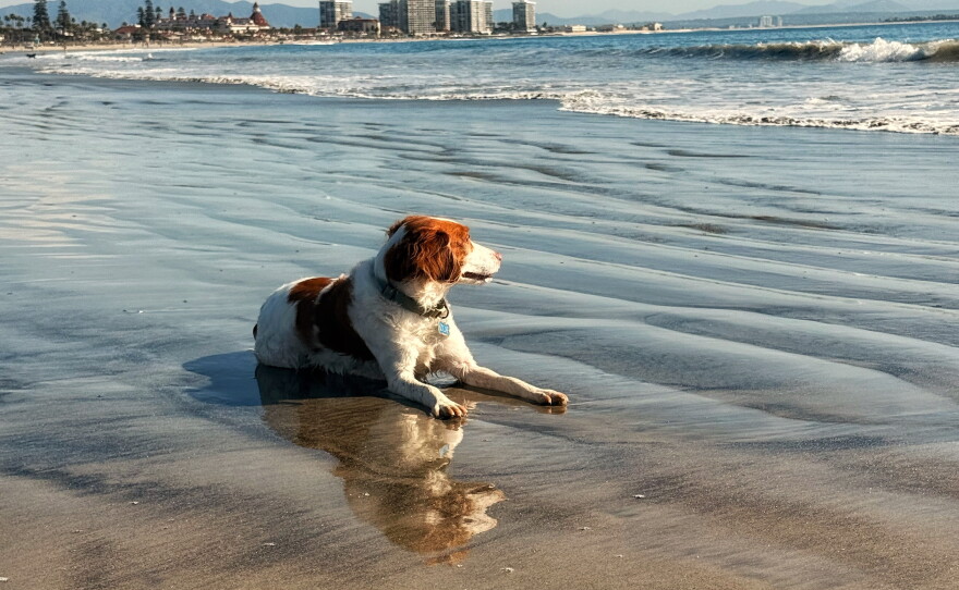 Zoe a brittany watches the waves at Coronado dog beach on January 25, 2026.