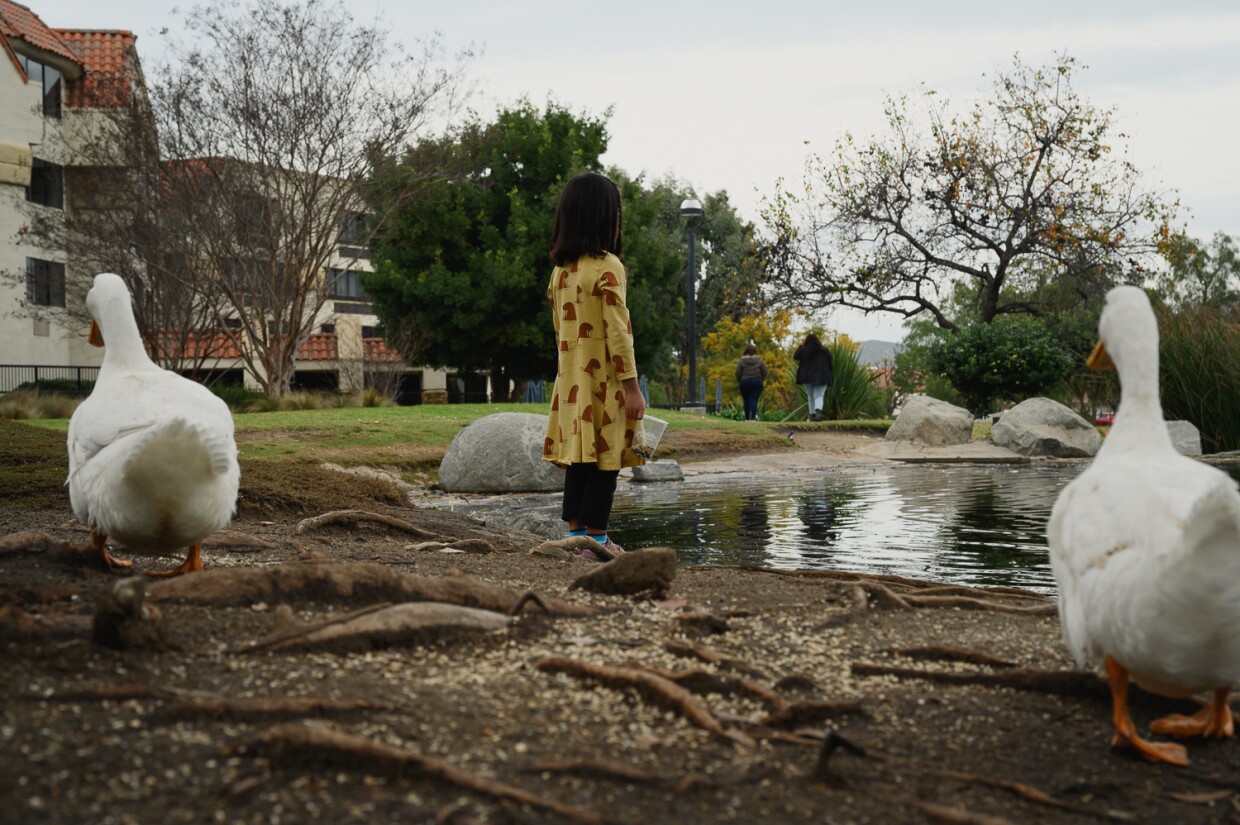 Dennis Lim's younger daughter stands at Webb Park, where they go every week to feed the birds, near their home in north San Diego, Jan. 24, 2024. Lim asked that we not use his kids' names or show their faces to protect their privacy.