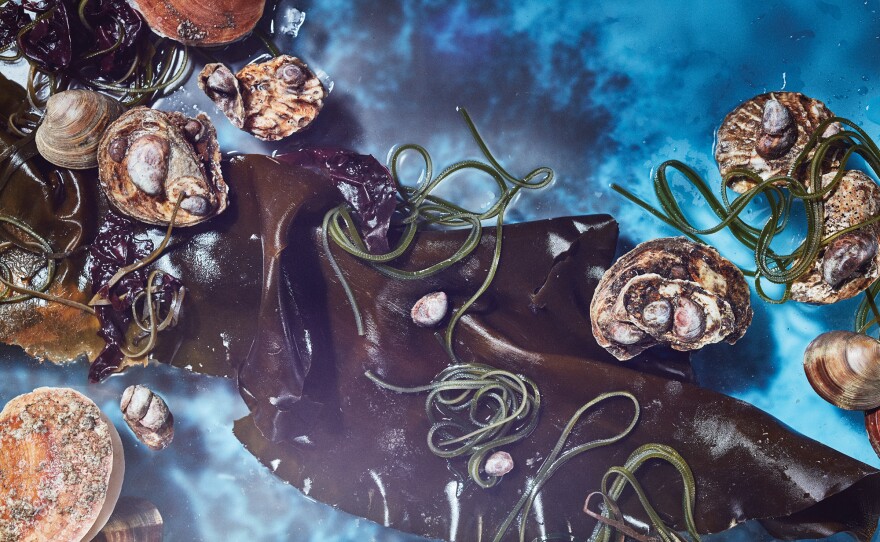 Kombu, kelp, oysters, clams and other mollusks. If we farm seaweeds like kelp and kombu and protect bivalves, they could become a reliable source of food in the future, especially for coastal communities, says Wist.