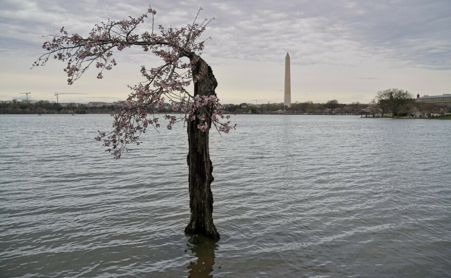 The scraggly cherry blossom tree known as Stumpy on March 15 in Washington, D.C. At high tide, the base of the tree's trunk is inundated with several inches of water.