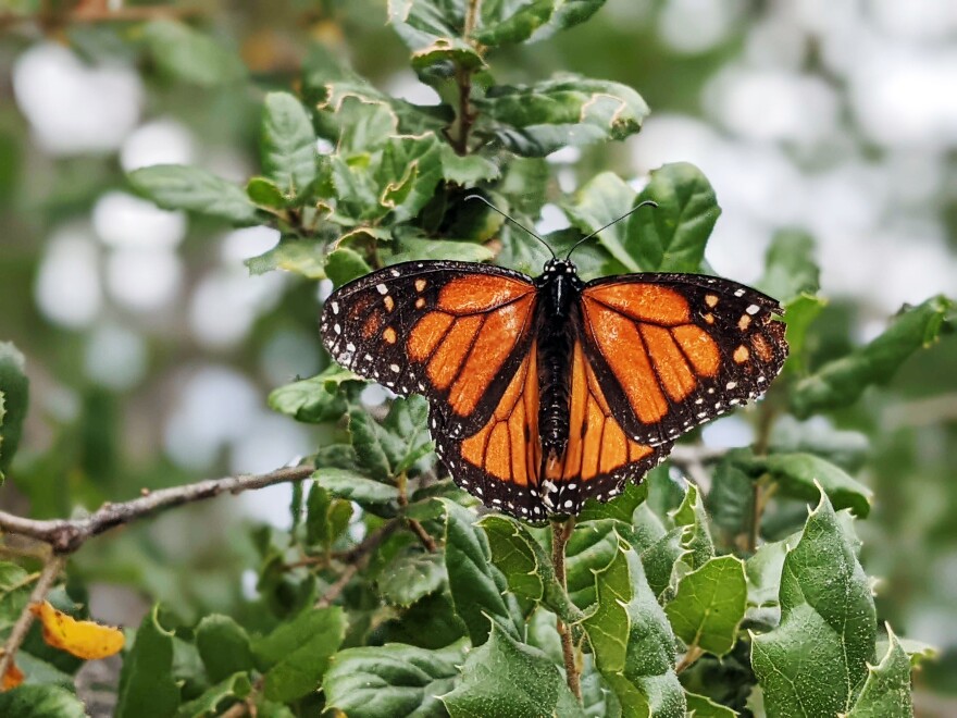 A monarch butterfly perches on a branch at the Butterfly Farms in Encinitas, Jan. 13, 2022.