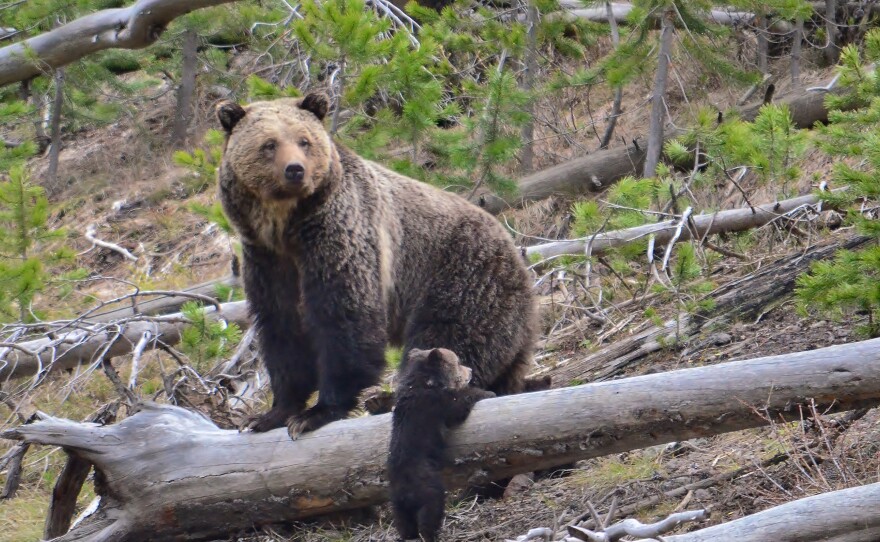 A grizzly bear with cub. The one-hour documentary "National Parks - Troubled Edens," examines the future of America's national parks from Grand Canyon to Yellowstone, and looks at issues ranging from over-crowding and wildlife management to the long-standing rub between conservation and development.