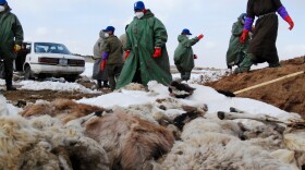 Herders bury animal carcasses in 2010 in Mongolia's Dundgovi province. A decade ago, an extreme winter — known in Mongolia as a dzud — claimed the lives of 22% of the nation's livestock and sped up migration from rural areas to urban centers.