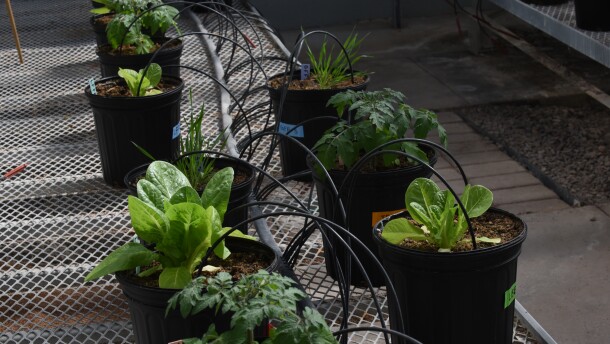 Scientists at UC San Diego's Soil Health Center at the Scripps Institution of Oceanography are developing a probiotic designed to improve plant growth. They are testing it on several plants, including lettuce, at a Salk Institute Research greenhouse, as pictured here on March 6, 2026. 
