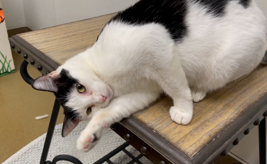 A black and white cat part of the 'Working Cats' program lays on a table at the Carlsbad Department of Animal Services. Nov. 12, 2021. 