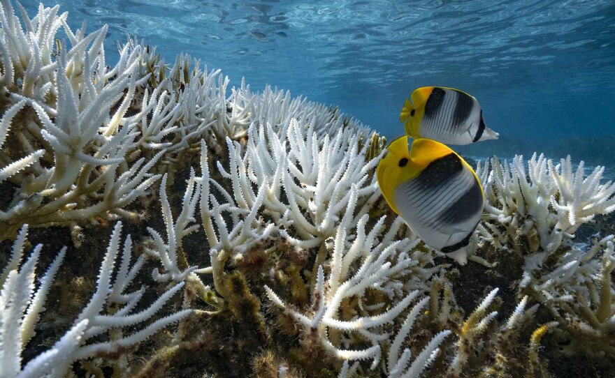 Corals, like these in French Polynesia, turn white as they bleach during marine heat waves. In a world with 2 degrees Celsius of warming, 99 percent of corals are expected to die off.