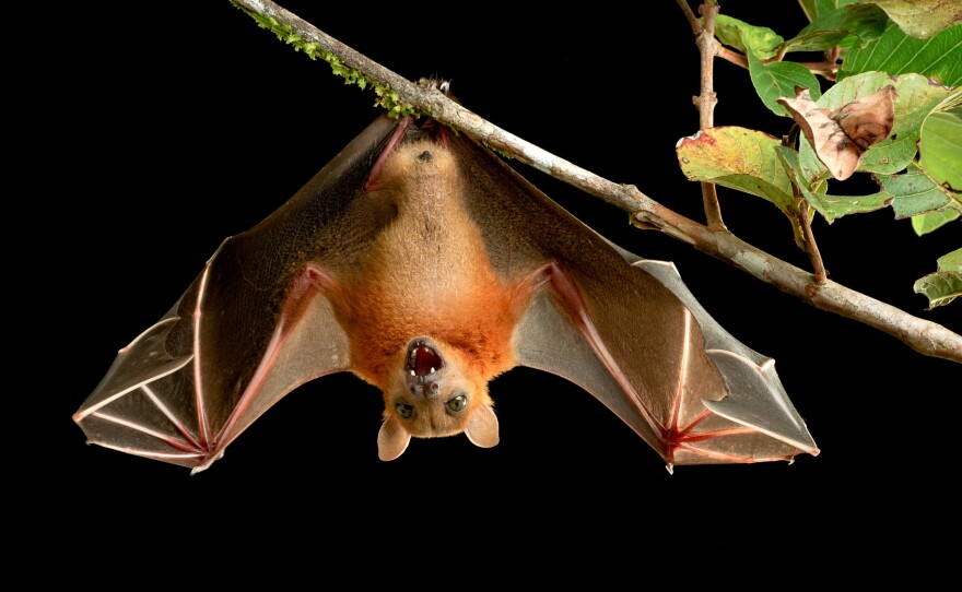 A flying puppy? Fruit bats have the cutest little faces. Their wings are essentially skin stretched over their arms and hands. But these animals can carry a frightening list of deadly viruses, including Ebola, SARS and Nipah.