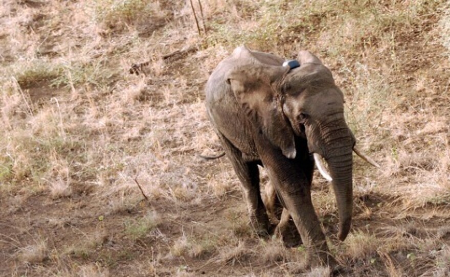 A small number of elephants are being tracked using radio collars to help South Sudan figure out how to protect the animals from poachers and development.