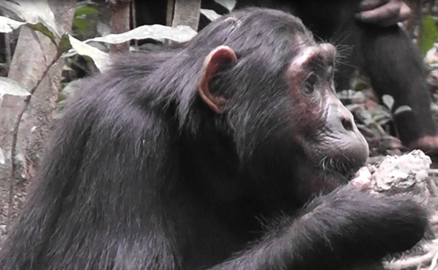 Mineral supplements, ape-style: A female chimp called Kana eats clay in the Budongo Forest of Uganda.