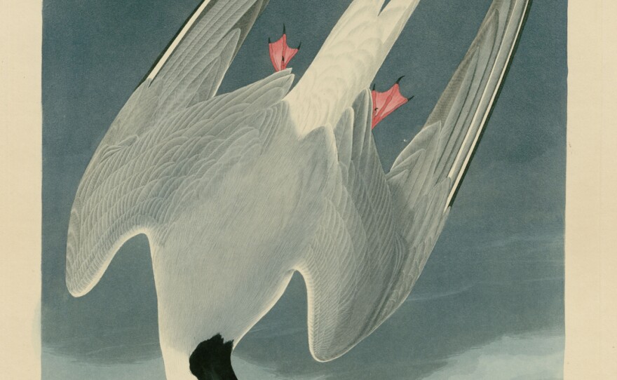 The "Arctic Tern" from John James Audobon's <em>Birds of America</em> makes a profound impression on Doug, the protagonist of <em>Okay for Now</em>.