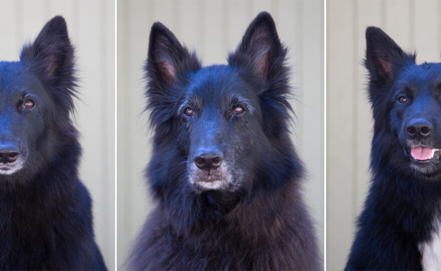 Sharpy, Heart, Rocky, Knife, Rogue