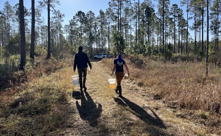 Dahrouge and field biologist Matthew Goetz return to their truck with food-filled water they've collected from a wetland.