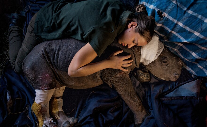 Lulah's mother was killed by poachers in Kruger National Park. She now lives at Care for Wild Africa, a sanctuary in Mpumalanga Province specializing in rhinos. Staff member Dorota Ladosz lives with her full-time and comforts her after surgery to repair wounds inflicted by hyenas before her rescue.