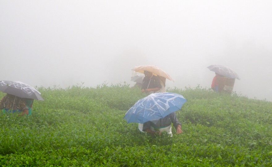 Pluckers on Jungpana Tea Estate during the monsoon, Darjeeling, India.