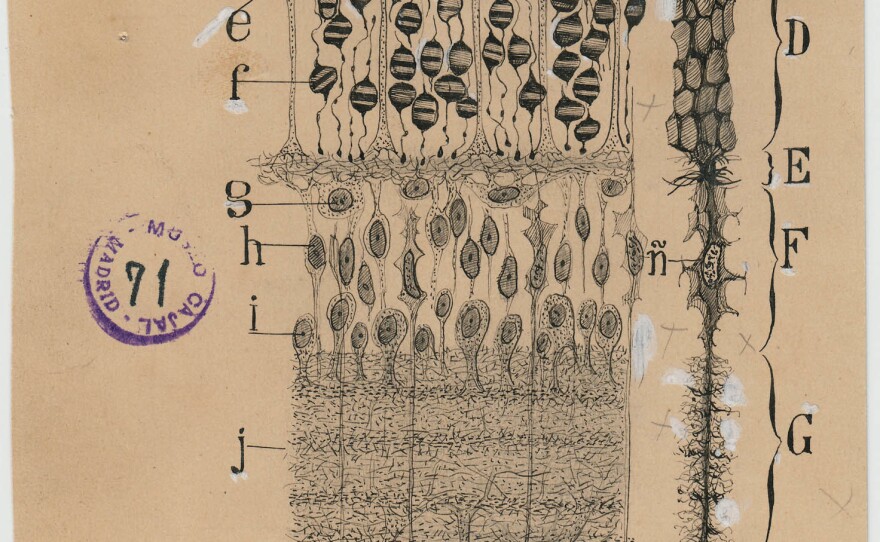 In this drawing, Cajal summarizes all the important classes of cells and structural layers in the retina.