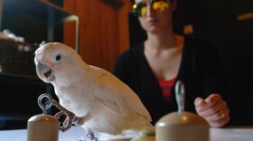 Goffin Cockatoo - object permanence test. In "Bird Brain," watch as scientists test the intelligence of birds and reveal skills we assumed unique to humans.
