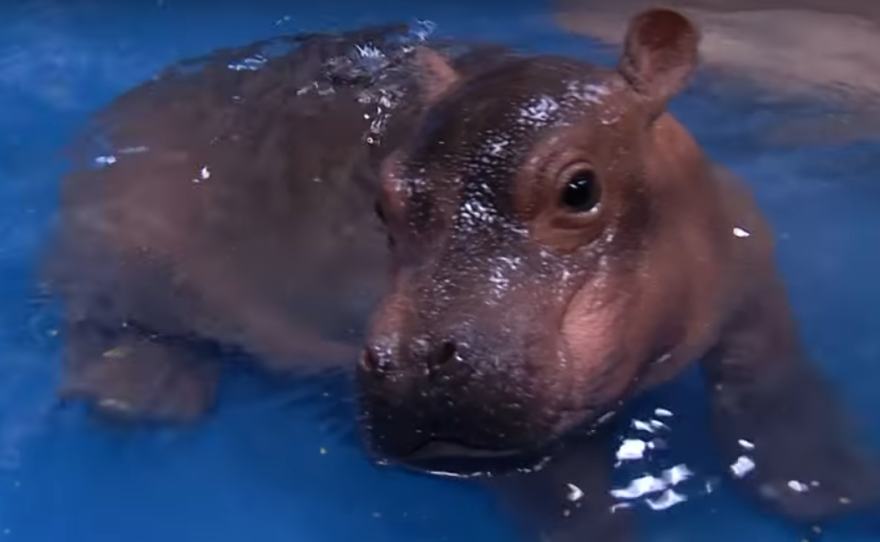 Fiona the baby hippo shows off her moves.