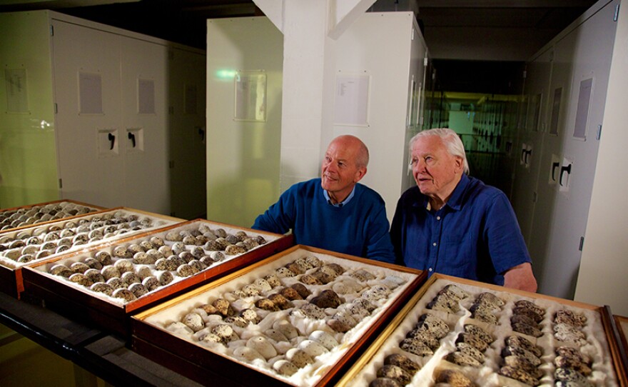 Sir David Attenborough and Professor Tim Birkhead examine a huge collection of Guillemot eggs - Professor Birkhead’s speciality. The eggs come from a collection that belonged to the infamous Victorian collector George Lupton.