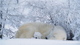 A polar bear asleep with a small cub; Canada.