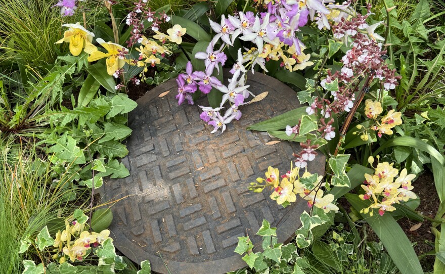 This manhole cover is surrounded by many different kinds of orchids.