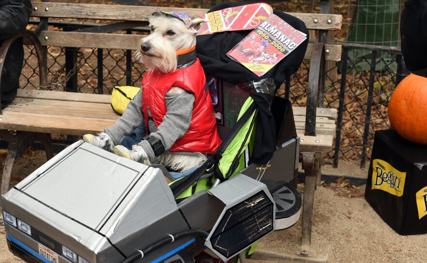 A dog dressed as Marty McFly from Back to the Future attends the 25th Annual Tompkins Square Halloween Dog Parade in 2015. New research says time travel might be possible without the problems McFly encountered.