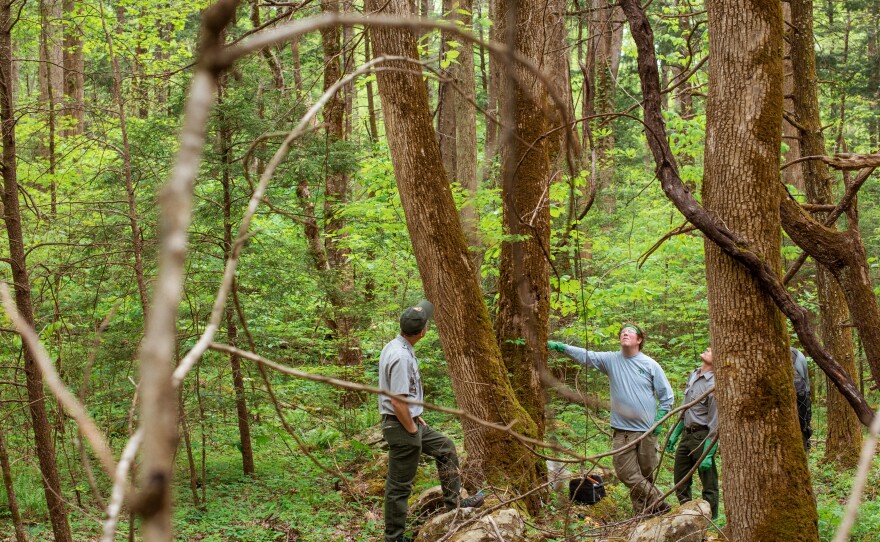 Dalton Hyde (center right) and Glenn Taylor, members of the Great Smokies vegetation crew, work to rescue white ash trees from the emerald ash borer, an aggressive beetle that is threatening the ash trees at Great Smoky Mountains National Park and across the east.