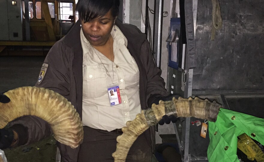 Naimah Aziz, an inspector with the U.S. Fish and Wildlife Service, searches for illegally trafficked wildlife items passing through the cargo area at New York's JFK airport. Here she holds the horns of an argali, an endangered mountain sheep from Central Asia.