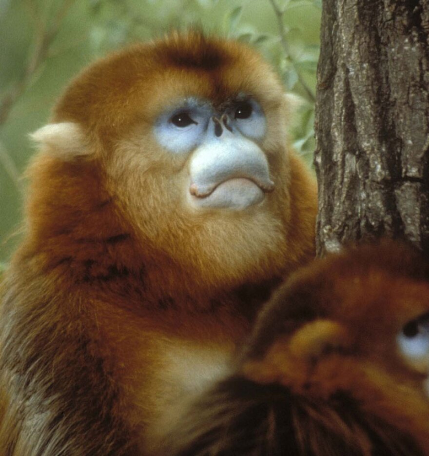 NATURE Clever Monkeys KPBS Public Media