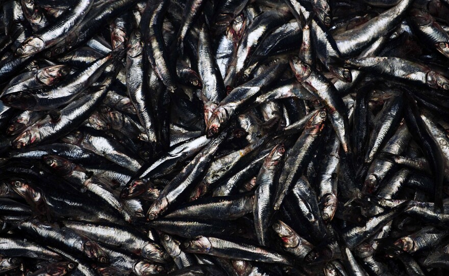Anchoveta are processed at a fish meal factory in Lima, Peru in 2009. Peru and Chile have the world's largest anchoveta fishery, making them the world's largest producers of fish for fishmeal.