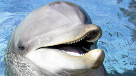 A bottlenose dolphin, one of the largest-brained animals on the planet.