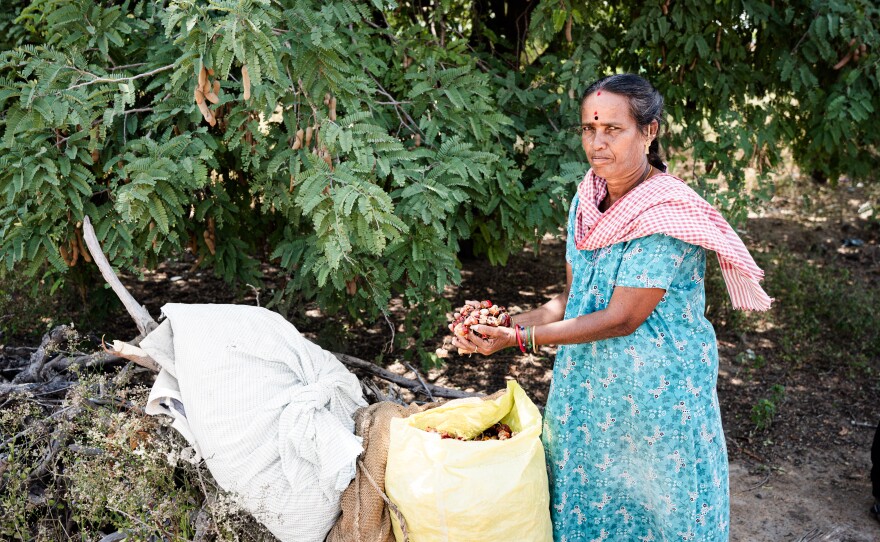 As the chile peppers are being dried, women begin the grading process by hand — picking out pods of poor quality or paler in color. These are stored separately in sacks and fetch half the price of the best chiles. But the farmers note that every penny counts. Here Pandiamma displays chiles of lesser quality.