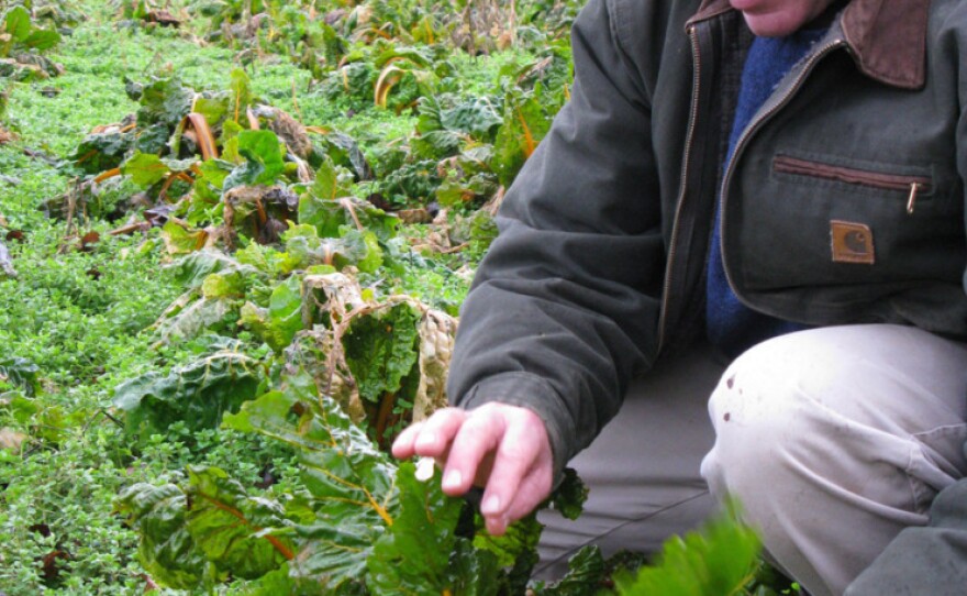 "This valley is not big enough to have genetically engineered crops and normal crops growing together without cross contamination happening," says Frank Morton, an organic farmer who grows Swiss chard for seed.