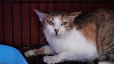 A cat is being cared for at a rescue facility of an animal rights group after police raided an operation that steals and resells cats for meat in Ho Chi Minh city, Vietnam, Sept.17, 2026.