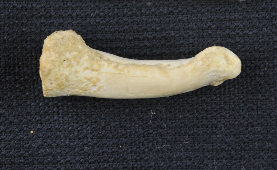 The pronounced curve of this toe bone — the proximal phalanx — from a specimen of Homo luzonensis, an early human found in a Philippine cave, looks more like it came from tree-climbing Australopithecus than from a modern human, scientists say.