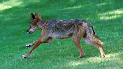 A rehabilitated coyote is released into the wild in Ramona, June 22, 2018.