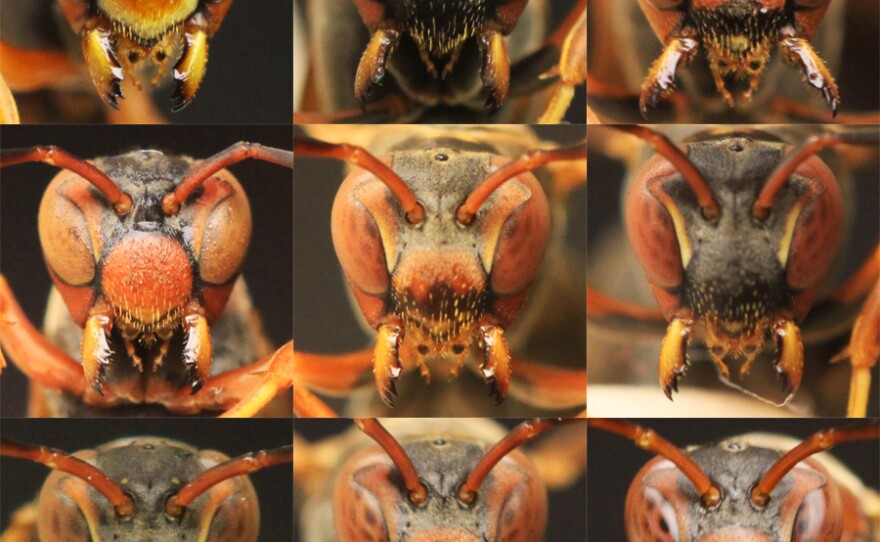 Facial spots, speckles and stripes can all be used to tell wasps apart. Elizabeth Tibbetts figured out that the insects recognize the differences in faces, just as humans do.