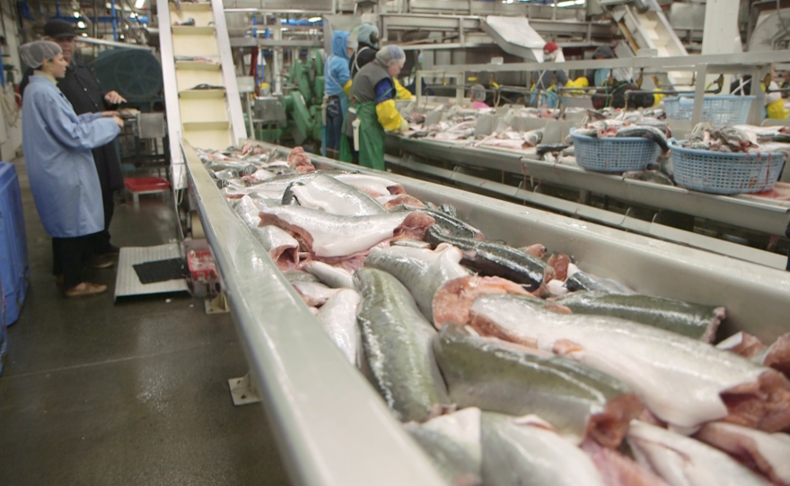 Seafood processors like Ocean Beauty are some of the largest energy consumers in Kodiak, Alaska, which has generated more than 99 percent of its electricity from renewable sources since 2014. Here, the Ocean Beauty seafood plant.