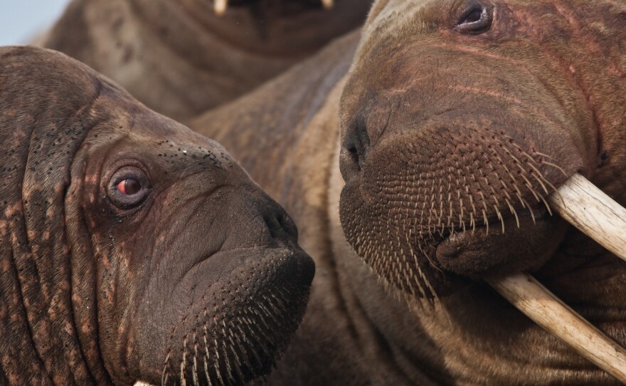 Walruses are very social animals. "They feel best when they're directly in contact with another walrus," says biologist Anthony Fischbach. "There's this constant communication they have that says, 'there's a walrus next to me, I'm OK.' "