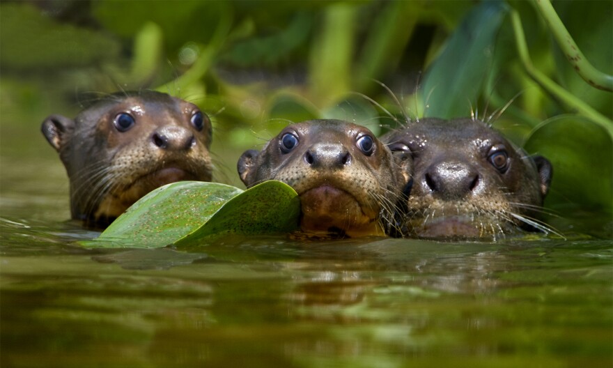 Giant otter babies