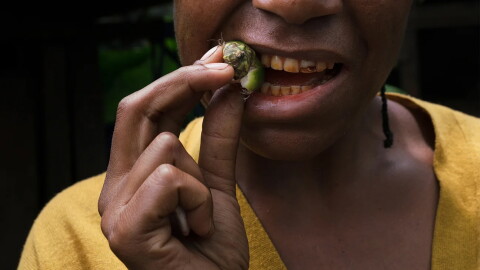 A woman cracks the hull of a betel nut with her teeth to get to the meat to chew.