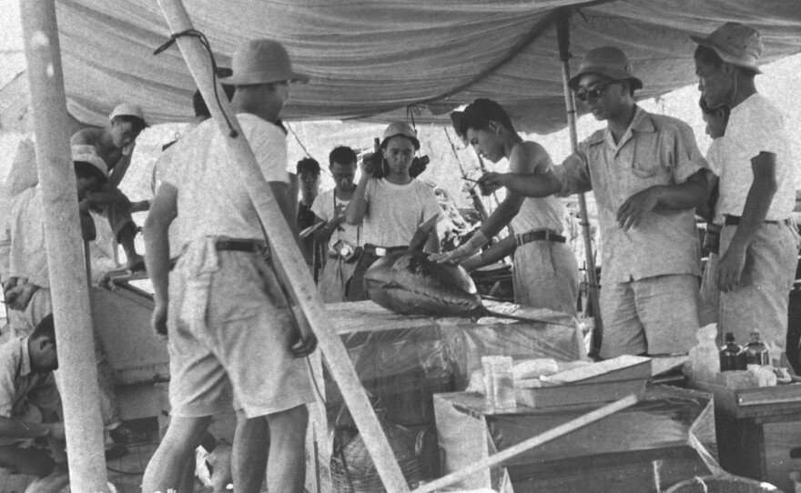 Researchers investigate the radiation level of fish caught near Bikini Atoll on the deck of the research ship Shunkotsu Maru in June 1954. All 23 crew members were exposed to nuclear fallout from the U.S. Castle Bravo nuclear test while fishing for tuna near Bikini Atoll on March 1 of that year.