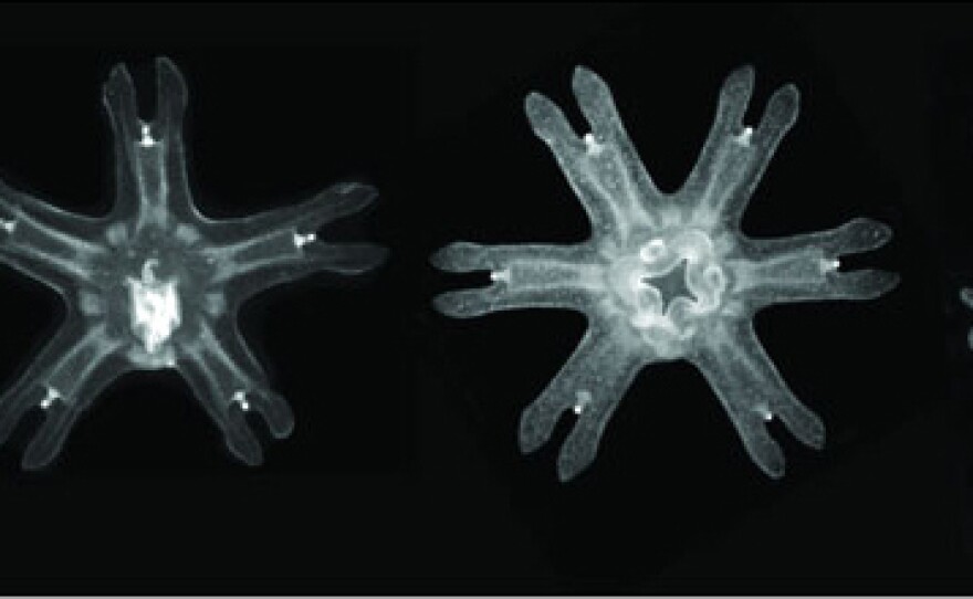 Upon injury, juvenile jellyfish reorganize their bodies to regain symmetry.