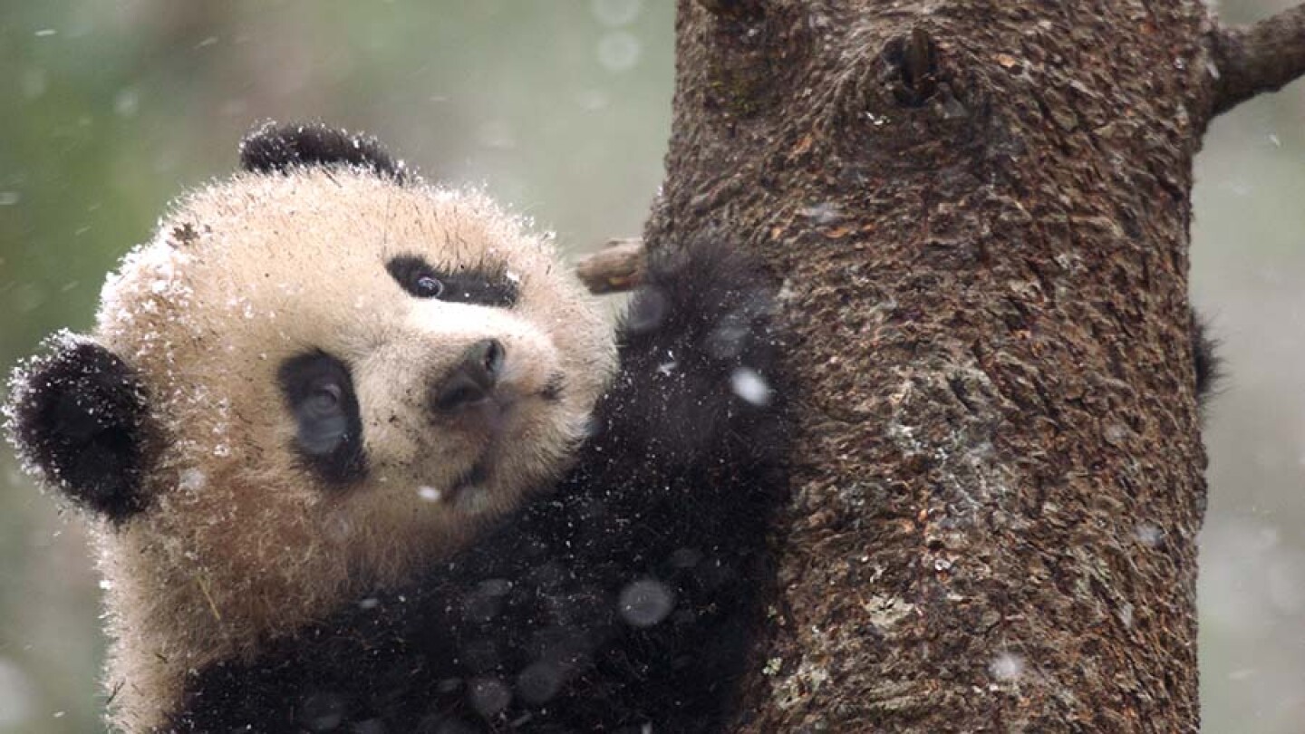 Six-month-old panda cub up in a tree, waiting for its mother to return from her bamboo feeding grounds.